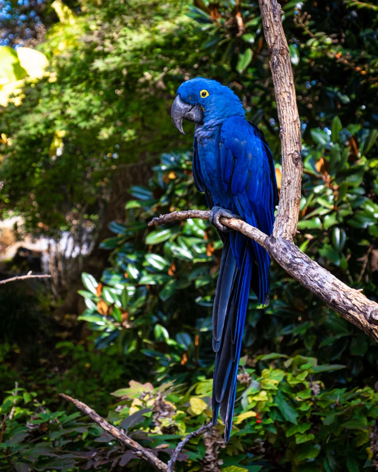 a hyacinth macaw perched on a branch in the sunlight, hyacinth macaw, brazil, birds, leaves, foliage, leafage, frondage, parrots, trees, animals, fauna