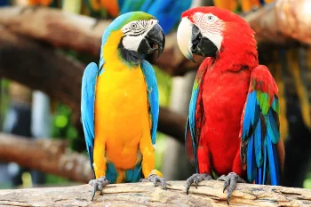 A blue-and-yellow and a red macaw on a branch