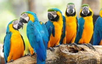 A flock of blue-and-yellow macaws on a branch in the rainforest