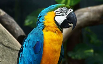 A blue-and-yellow macaw among tropical foliage