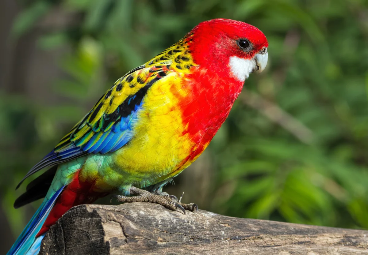 A variegated rosella on a branch in the sunlight