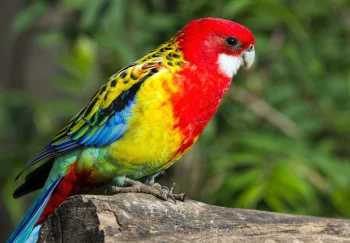 A variegated rosella on a branch in the sunlight