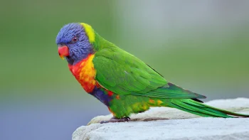A multicolored lorikeet on a rocky ledge