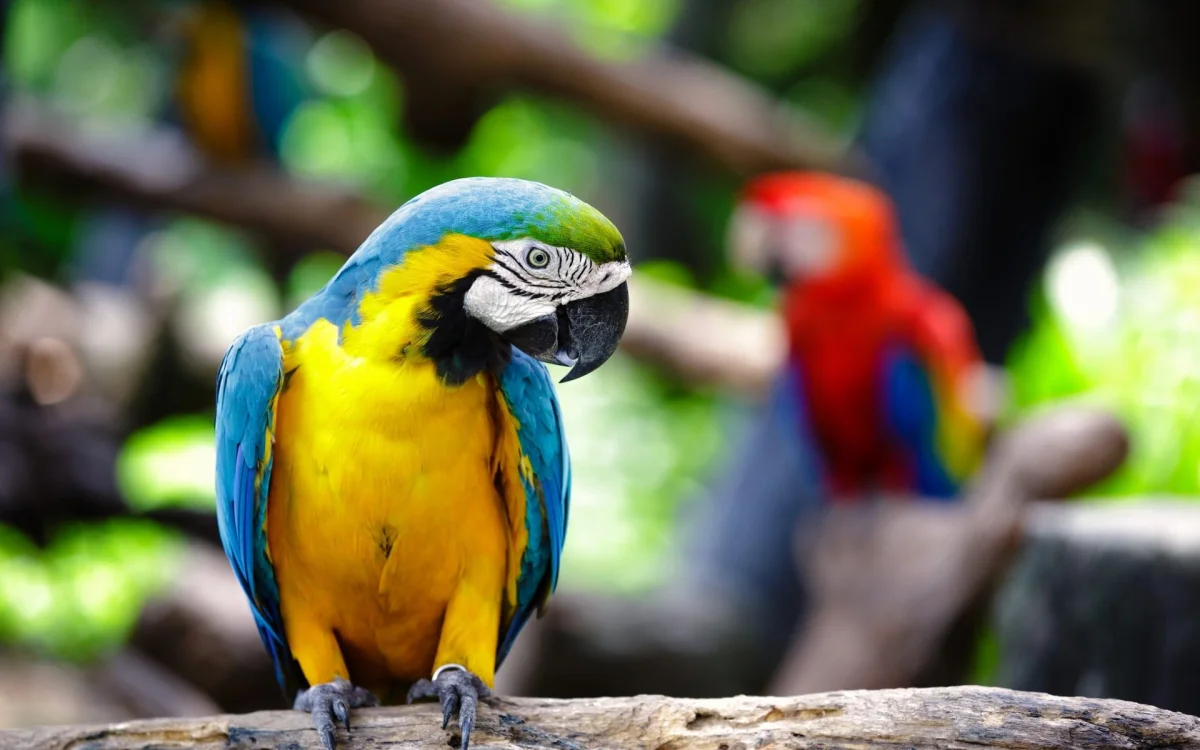 A blue-and-yellow macaw among tropical foliage
