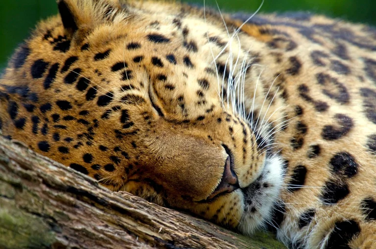 a sleeping far eastern leopard, far eastern leopard, leopards, predators, wild animals, fauna, animals