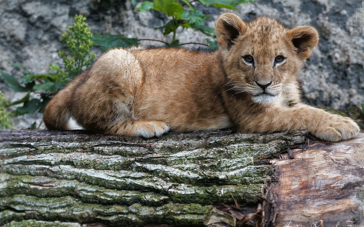 A little lion cub is resting on a fallen tree
