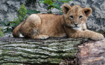 A little lion cub is resting on a fallen tree