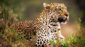A leopard in the tall grass of the savanna