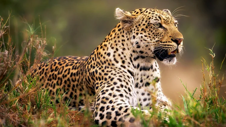 A leopard in the tall grass of the savanna