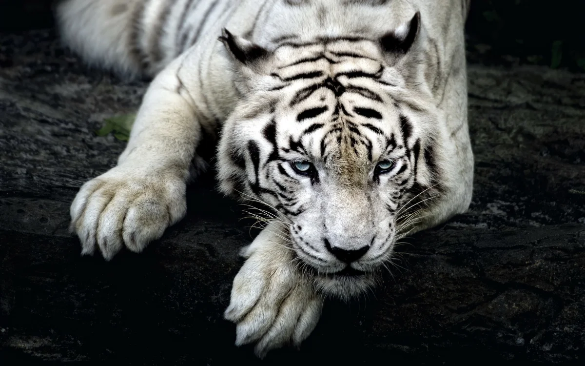 A white Bengal tiger with a piercing gaze
