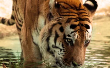 An Amur tiger at the water's edge