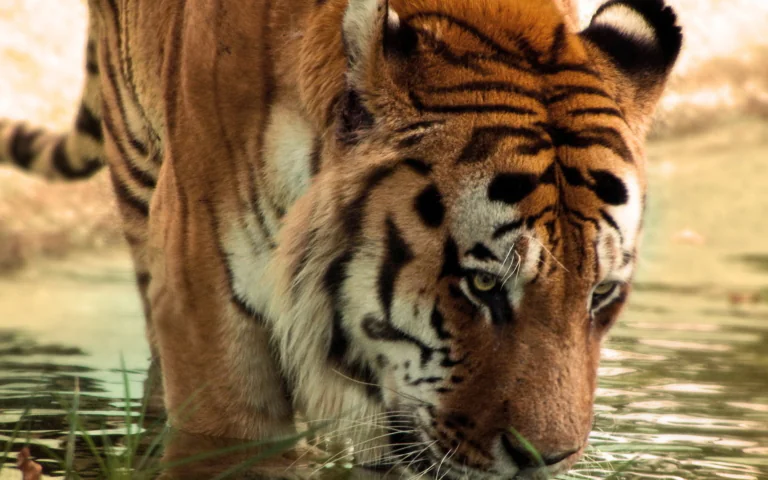 An Amur tiger at the water's edge