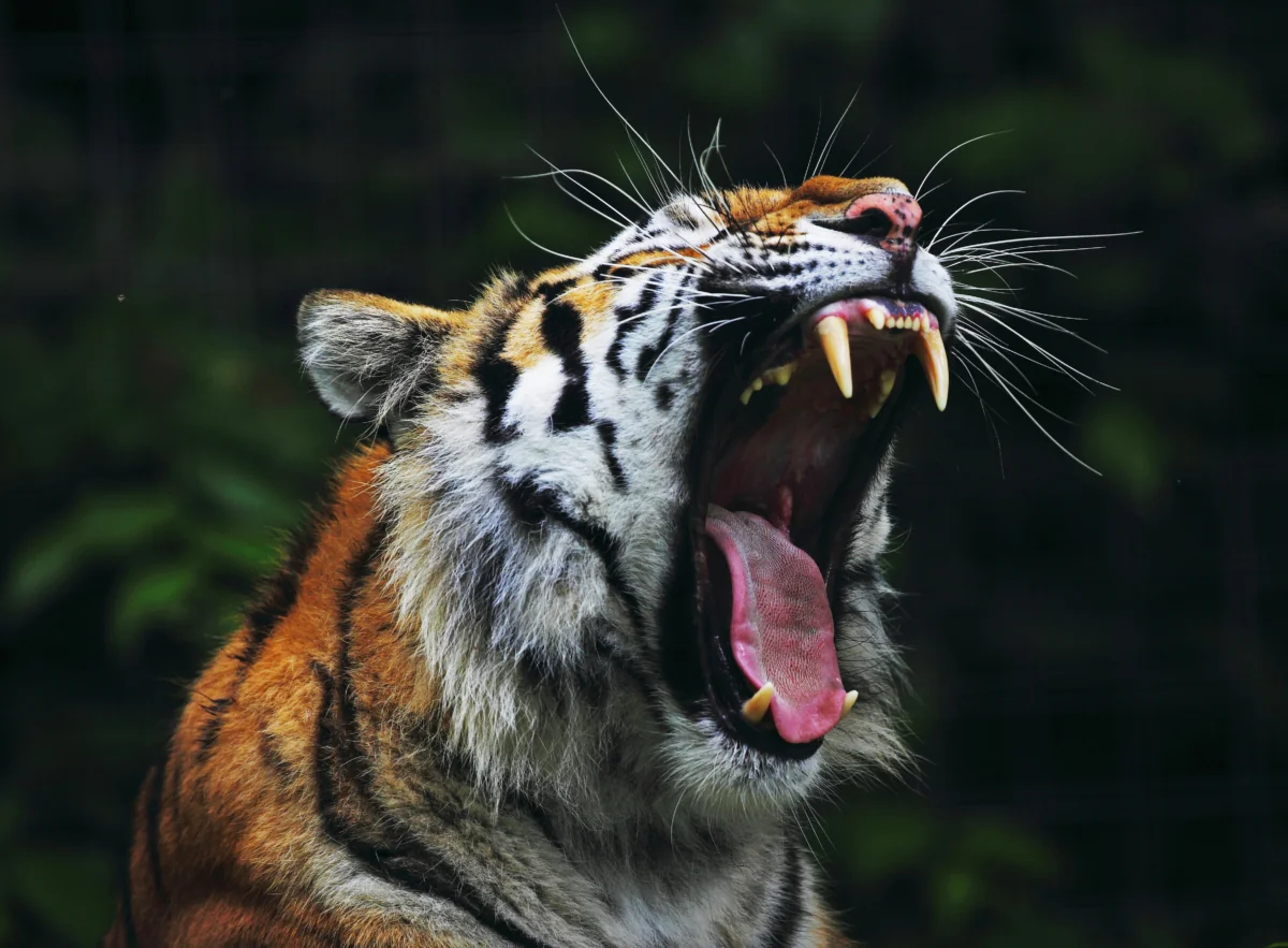A yawning Amur tiger in the dense forest