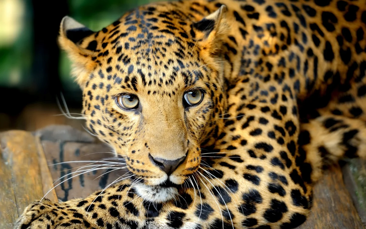 The leopard's watchful gaze