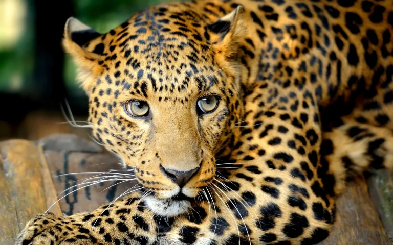 the leopard waits, leopard, leopards, predators, wild animals, fauna, animals