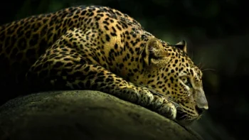 A leopard in the shade of the rainforest