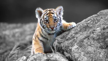 A small Amur tiger cub on a gray rock