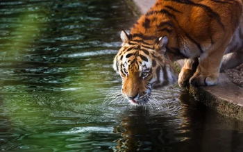 An Amur tiger drinks water from a forest stream