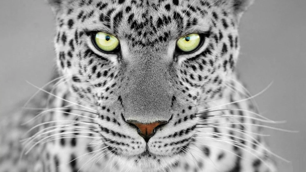 A close-up view of a leopard's eyes