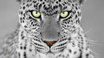 A close-up view of a leopard's eyes