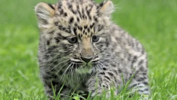 A small Far Eastern leopard on lush green grass