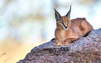 A caracal on a rock warmed by the sun