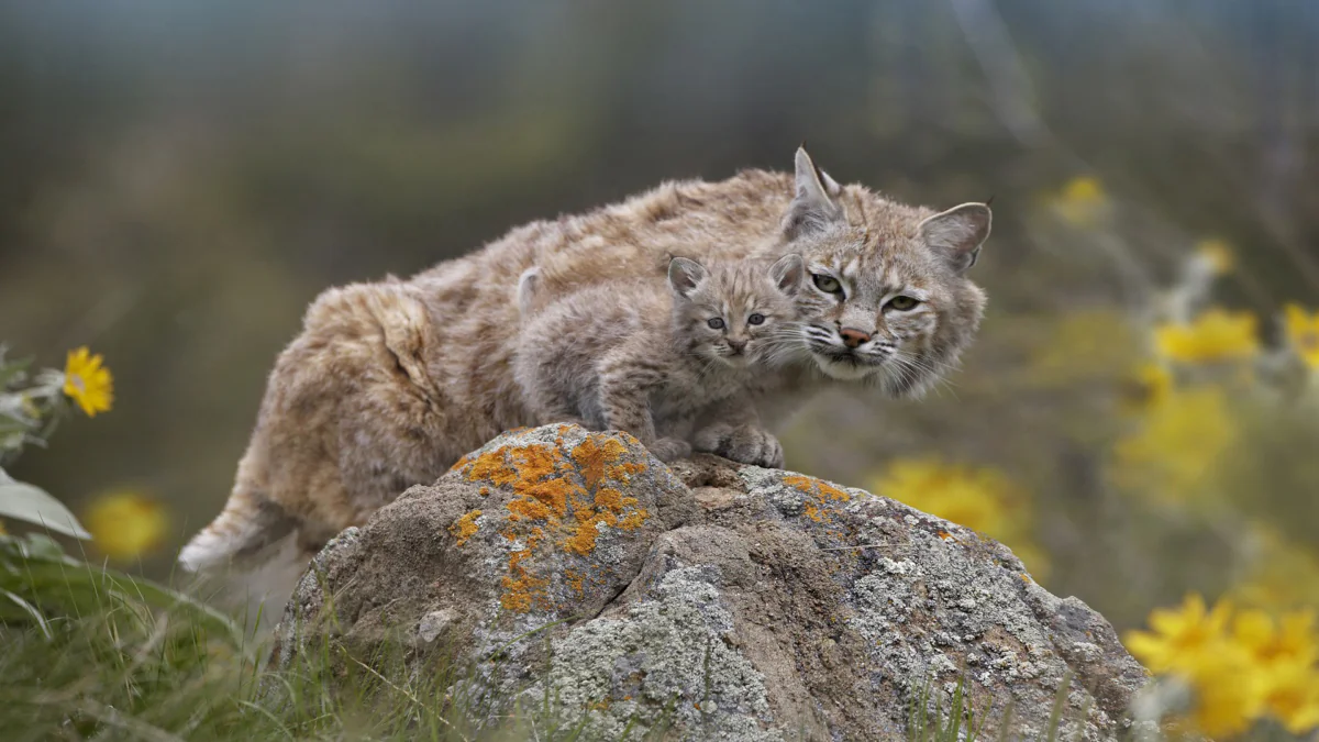 A red lynx with a kitten on a rock among wildflowers