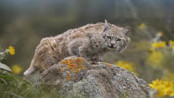 A red lynx with a kitten on a rock among wildflowers