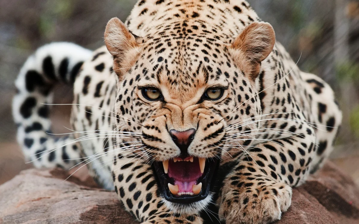 A leopard baring its teeth on a rock