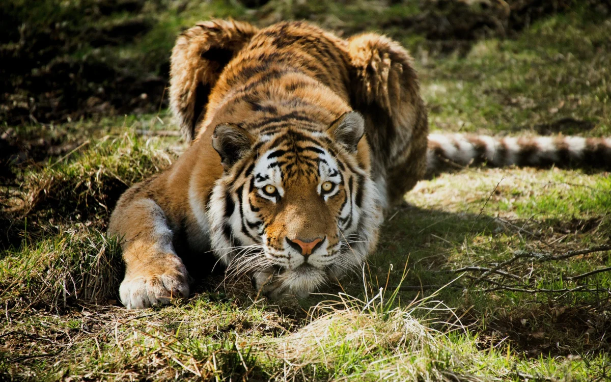 An Amur tiger lying in wait among the spring grass
