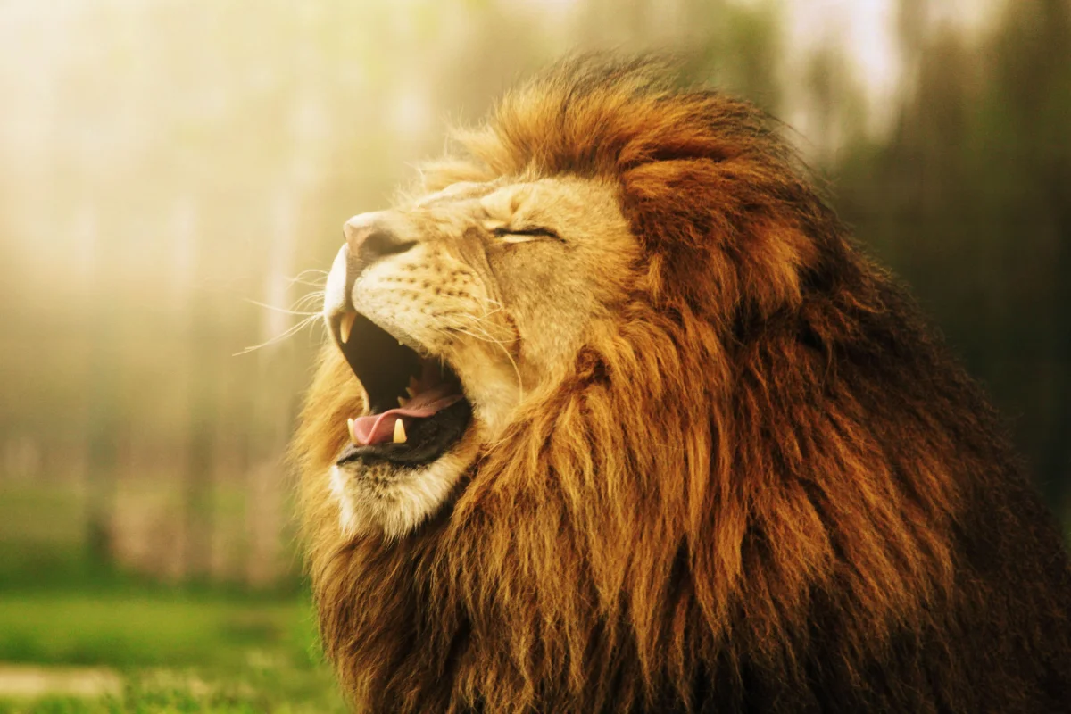 A yawning African lion in the sunlight
