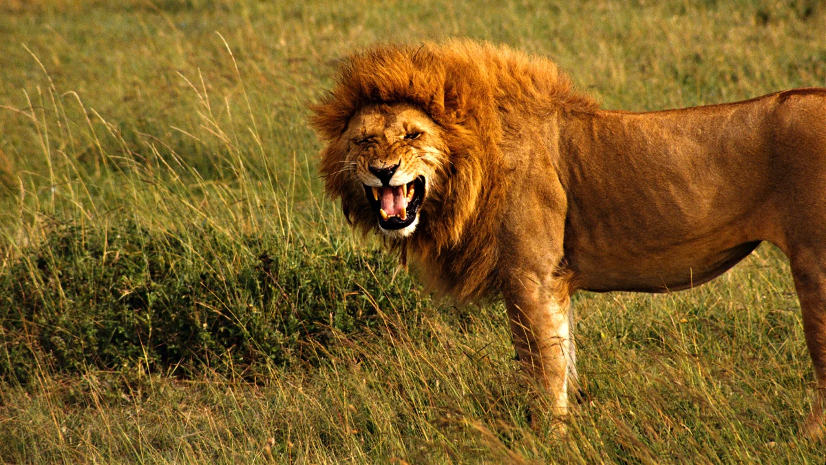 A roaring lion on the African savanna