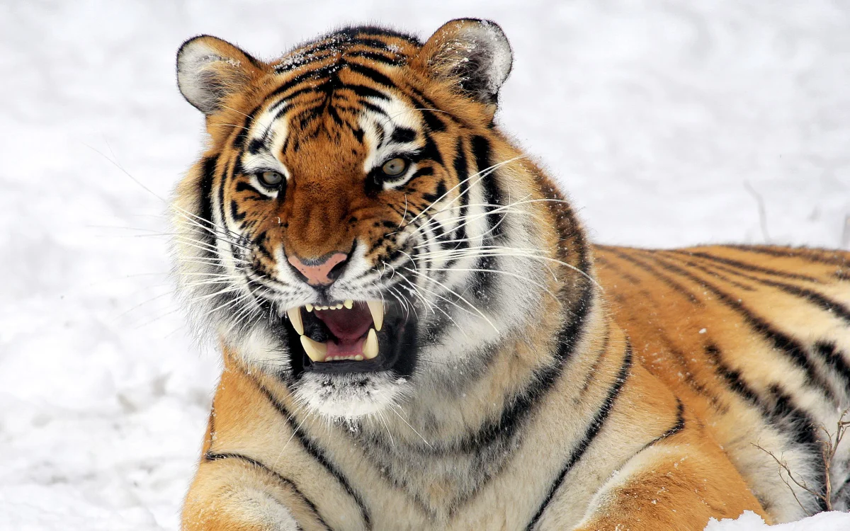 An Amur tiger baring its teeth on the white snow