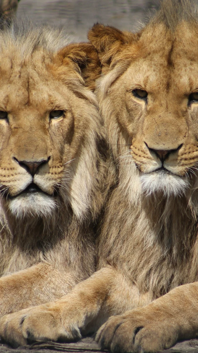 Two lions are resting in the bright midday sun