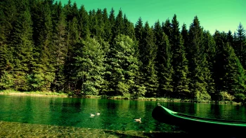 the green surface of a forest lake with a boat, birds, boats, motorboats, speedboats, ducks, forest, forests, lakes, bodies of water, landscapes, pine trees, nature, world