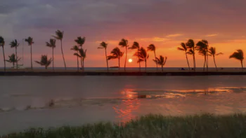 A golden sunset over the ocean coast with the silhouettes of palm trees