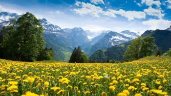 Alpine meadows dotted with blooming dandelions against the backdrop of Switzerland's snow-capped mountains