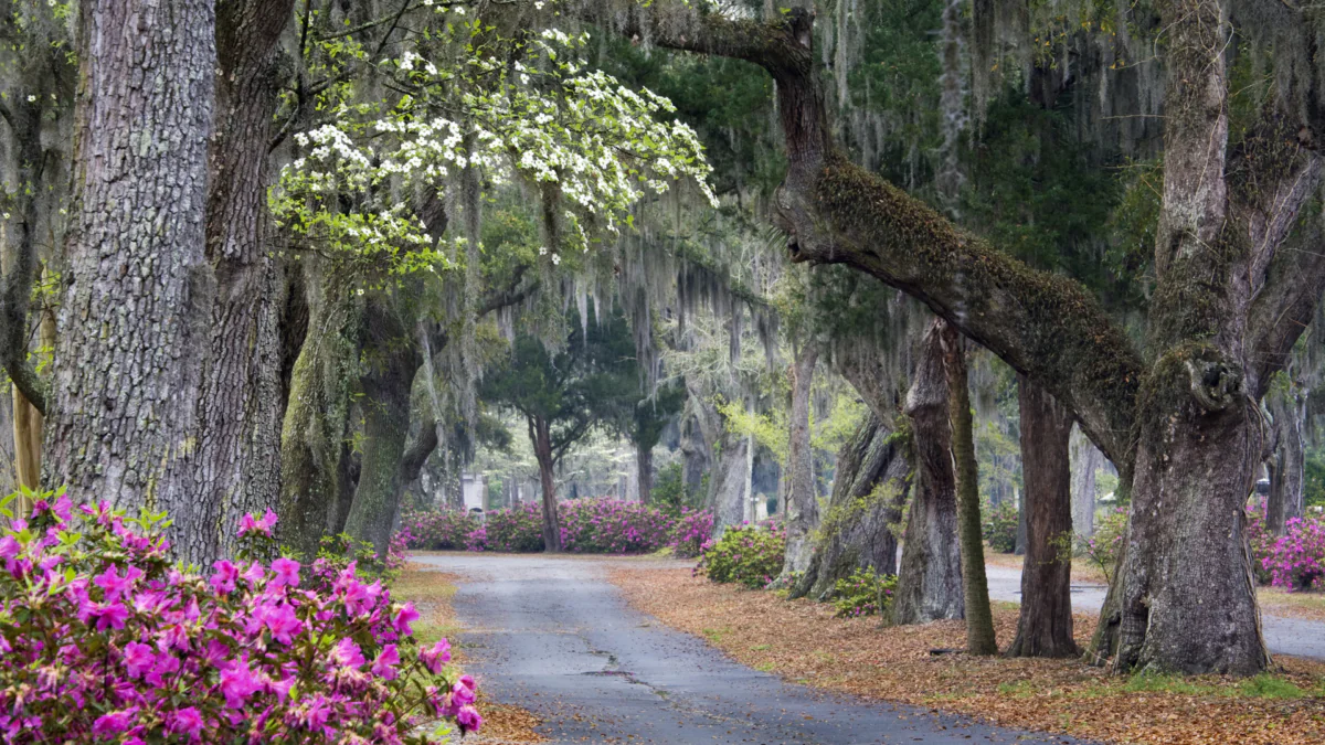 A blossoming avenue lined with centuries-old oaks and Spanish moss