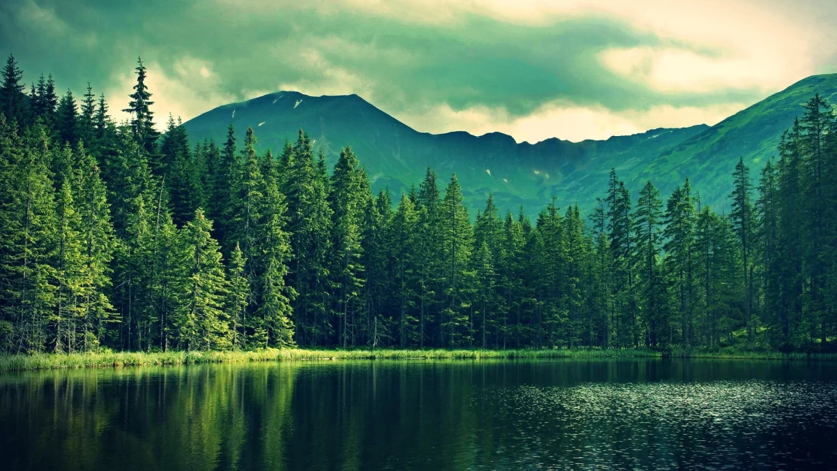A coniferous forest at the foot of the mountains