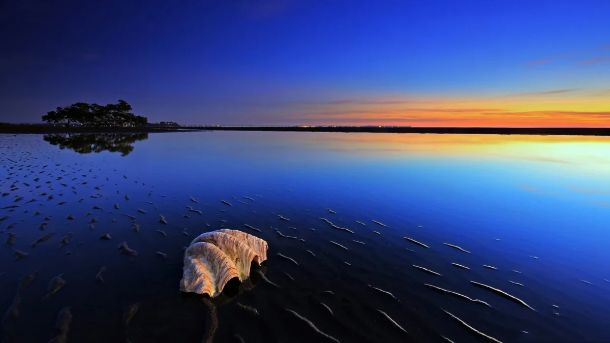 A seashell on damp sand in the twilight before dawn