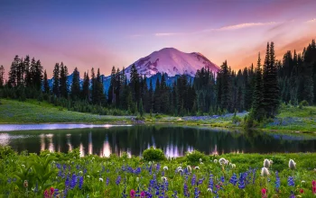 mount reynir bathed in the glow of the sunset over the lake, fir trees, coniferous trees, flowers, forest, forests, herb, herbs, lawns, lakes, bodies of water, landscapes, mountains, peaks, hills, reflections, summer, sunsets, sunset, volcanoes, nature, world