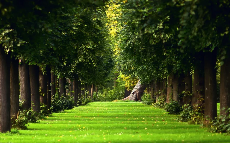 a green tree-lined path bathed in soft light, autumn, autumns, herb, herbs, lawns, landscapes, leaves, foliage, leafage, frondage, parks, national parks, trees, nature, world