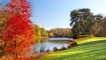 A vibrant maple tree on the shore of a tranquil lake on an autumn day