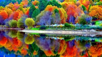 the vibrant colors of the autumn forest by the mirror-like surface of the lake, autumn, autumns, forest, forests, lakes, bodies of water, landscapes, leaves, foliage, leafage, frondage, reflections, trees, nature, world