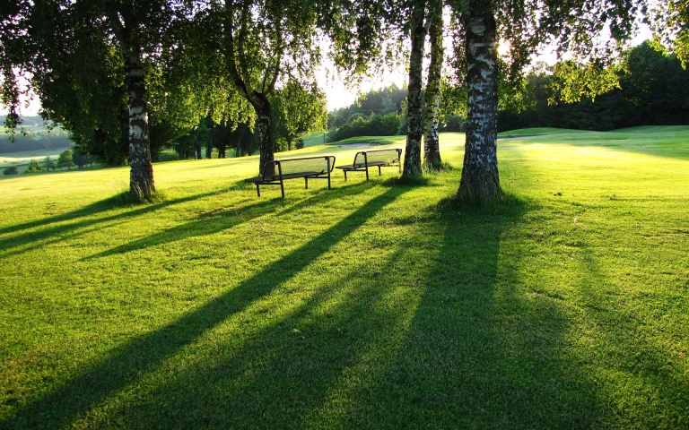 long shadows cast by birch trees on a sun-drenched lawn, benches, birch trees, evening, evenings, twilight, dus, herb, herbs, lawns, landscapes, trees, nature, world