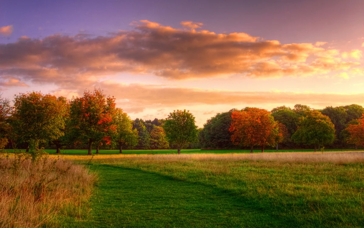 An autumn park bathed in the rays of the setting sun