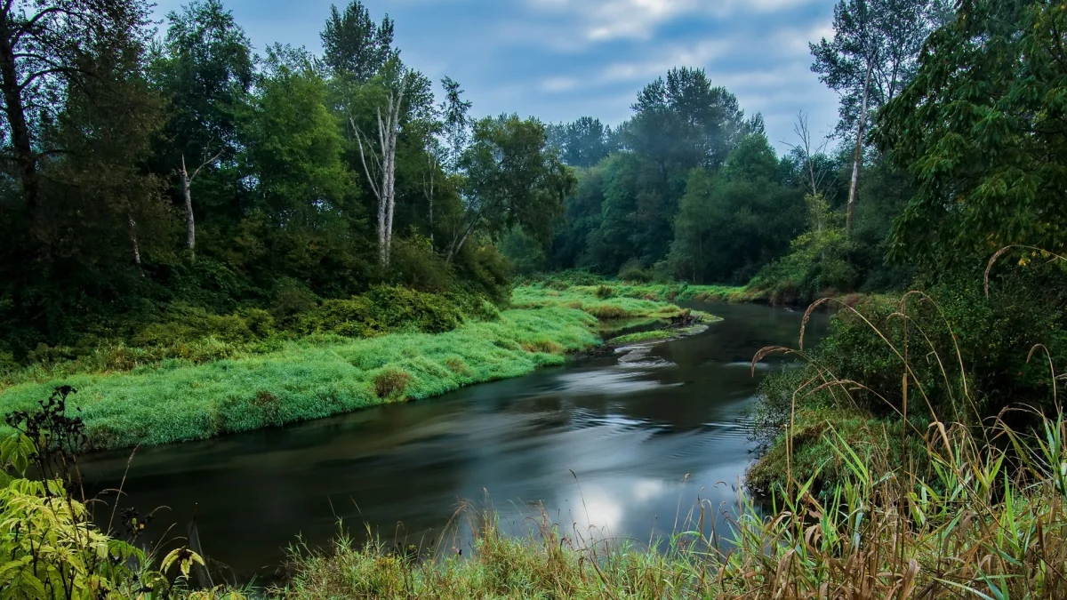 a quiet river surrounded by a dense forest, clouds, forest, forests, herb, herbs, lawns, landscapes, morning, rivers, canals, streams, trees, nature, world