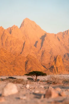 A lone tree against the backdrop of golden mountains in the Egyptian desert