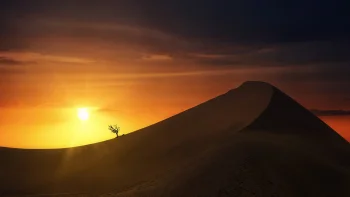 A lone tree on the crest of a sand dune