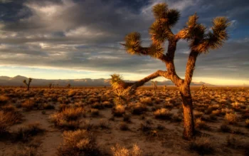 Short-leaved Yucca in the sunset glow at Joshua Tree National Park